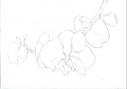orchid02.jpg