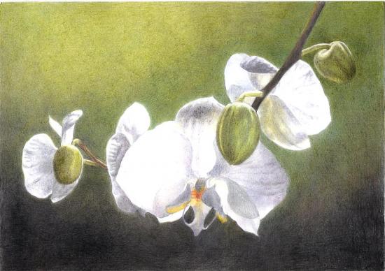 orchid08-1.jpg